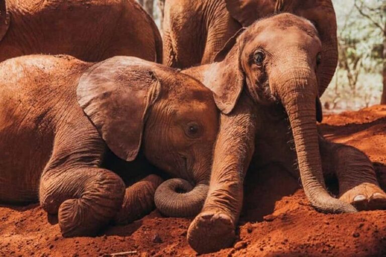 Elephant Orphanage and Giraffe Centre with options - Final Thoughts