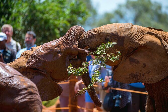 Elephant Orphanage, Giraffe Center & Bomas of Kenya Day Tour - What Makes This Tour Stand Out?