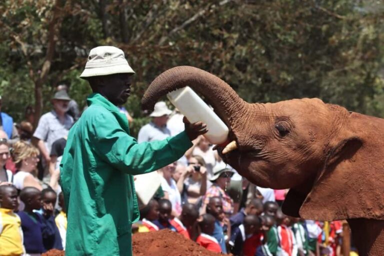 Elephant Orphanage, Giraffe Centre & Kobe Beads Day Tour - Who Is This Tour Best For?