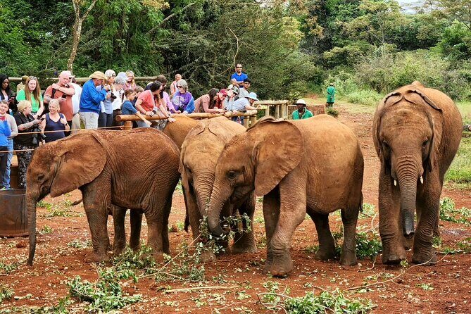 Elephant Orphanage, Giraffe Centre& optional Nairobi NationalPark - What You Can Expect from the Experience