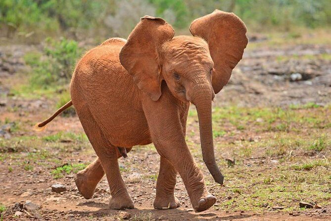 Elephant Orphanage & Giraffe Centre Tour - Next Up: The David Sheldrick Elephant Orphanage