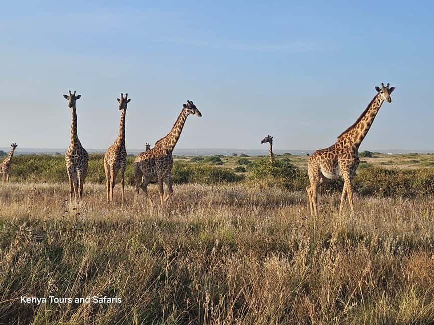 Elephant Orphanage, Giraffee Center, Karen Blixxen Meseum - Who This Tour Is Best For