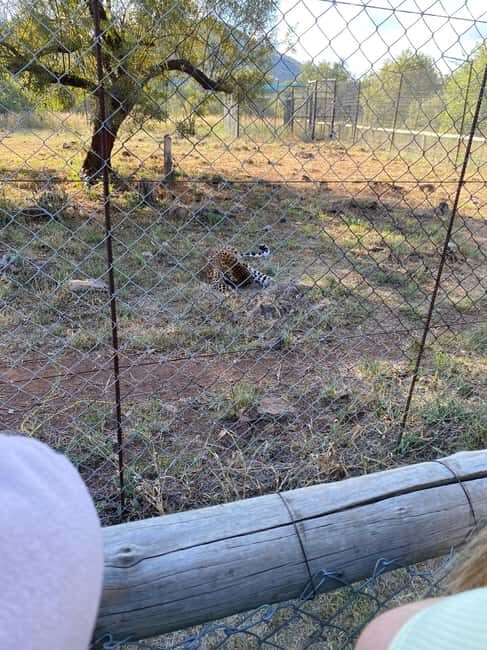 Elephant Sanctuary & Monkey Sanctuary & Lions park safari - Is This Tour Worth It?