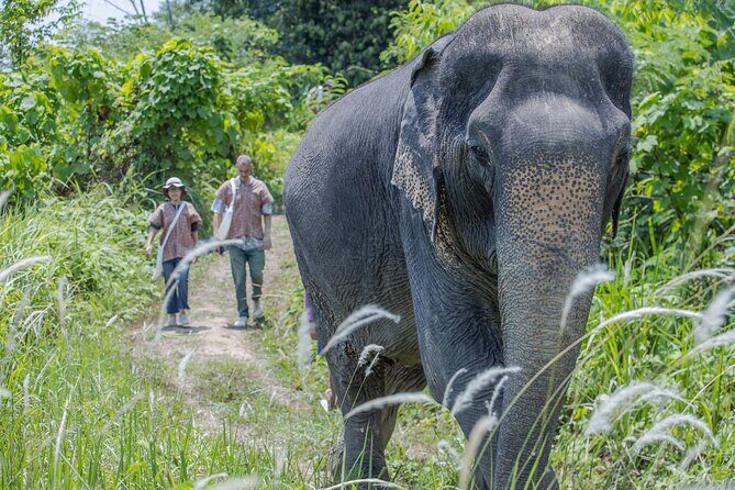 Elephant Sanctuary Small Group Tour in Phuket - Travel Details & Practicalities