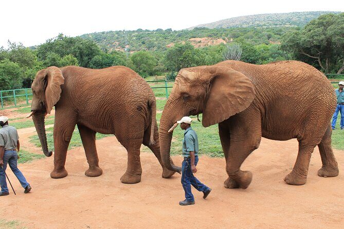 Elephant Sanctuary Tour From Johannesburg - Guides and Education