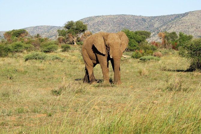 Elephant Sanctuary Tour from Johannesburg or Pretoria - The Value of the Experience