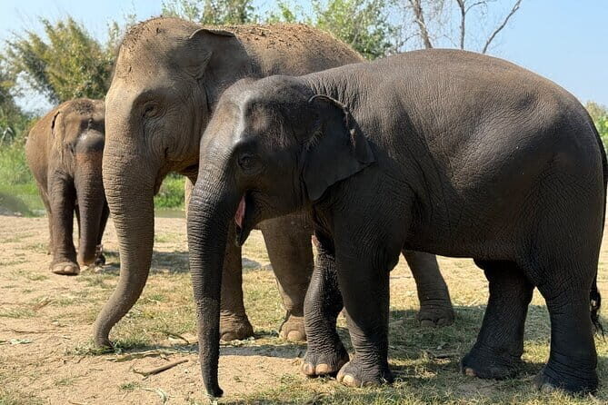 Elephant Sanctuary, Wat Ban Den & Sticky Waterfall - Authenticity & Value