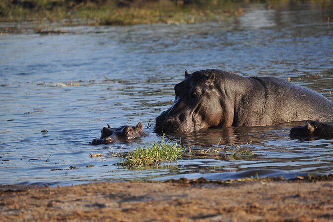 Elephant Trail Moremi Day Tour - Who Will Love This Tour?