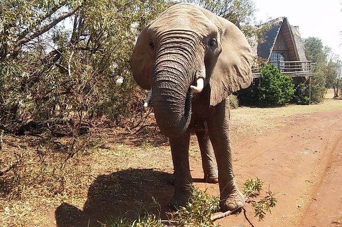 Elephant Walk Guided Half Day Tour from Johannesburg - Practical Details and Value