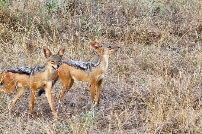 Elky Tours 2 Days Tsavo East Tour - Practical Considerations
