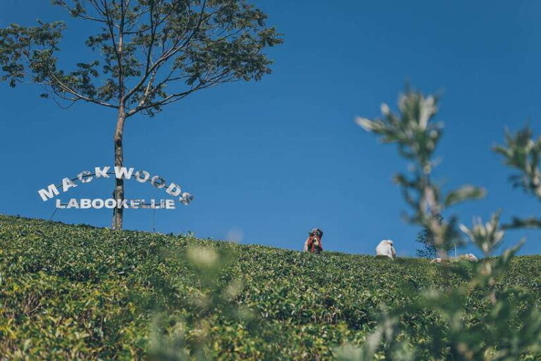 Ella Day Trip: with Little Adam's Peak Hike From Colombo - What’s Included and What’s Not