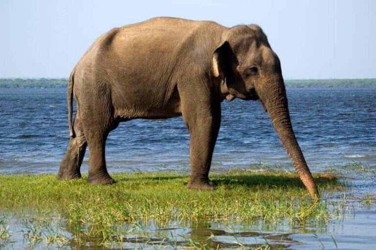 Ella: Drop to Tangalle/Mirissa/Galle & Udawalawa Safari Tour - FAQs