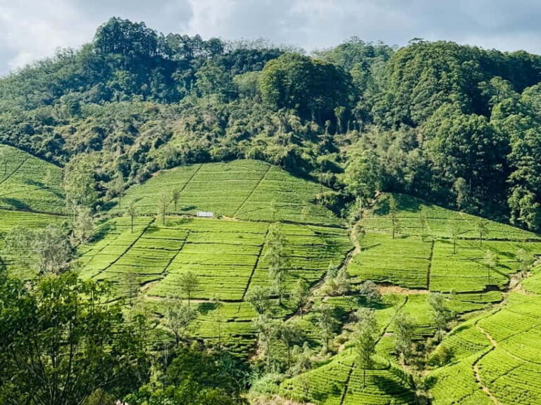 Ella Full-Day Tour from Mirissa/Ahangama/Hikkaduwa/Bentota - Authentic Experiences and Traveler Feedback