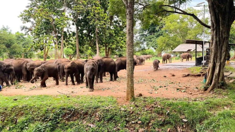 Ella/Hikkaduwa/Galle/Mirissa: Udawalawe Safari Day Trip - Key Points