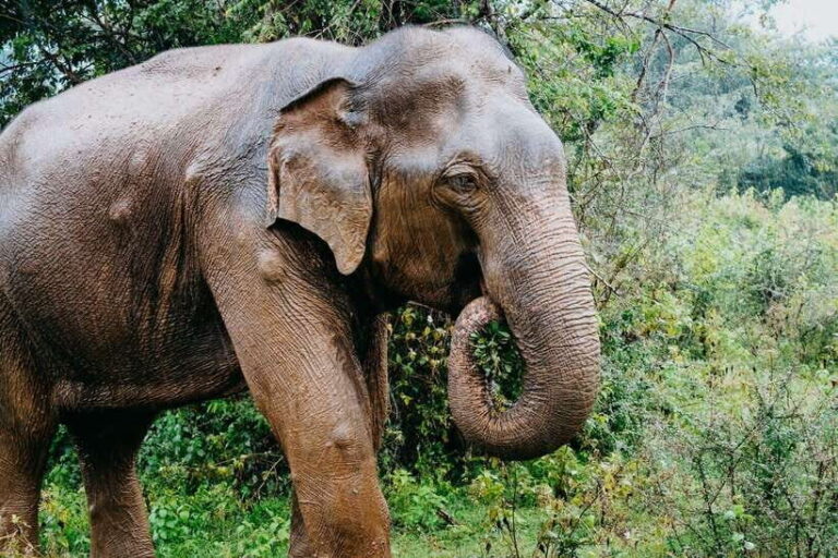 Ella: Transfer to Mirissa/Galle/Hikkaduwa & Udawalawe Safari - The Value of This Tour
