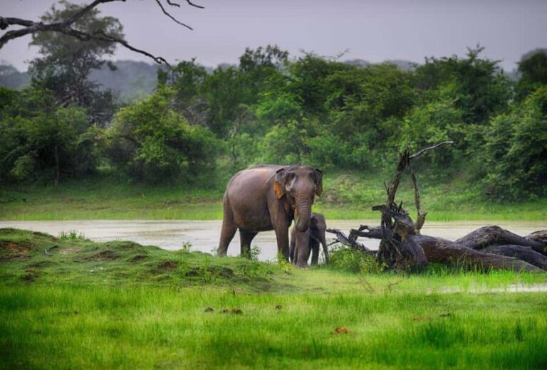 Ella: Transfer to Tangalle/Mirissa/Galle & Yala Safari Tour - The Itinerary and Experience Breakdown