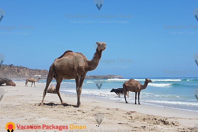 Empty Quarter 'Rub Al Khali' Day Tour - 4X4 Safari Adventure - The Experience of the Drive and Guides