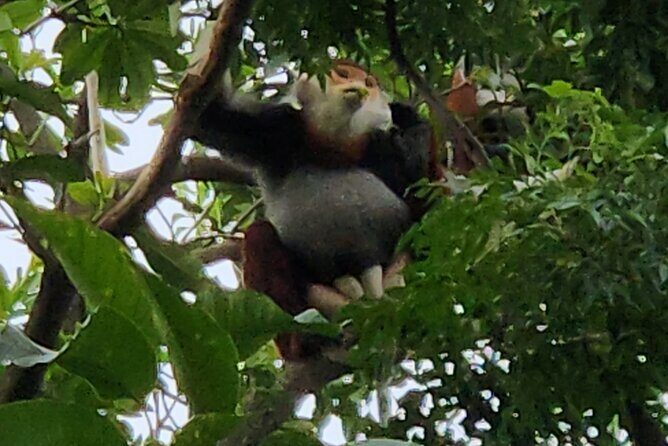 Endangered Monkeys Watching - Red Shanked Douc Langurs - The True Value of the Tour