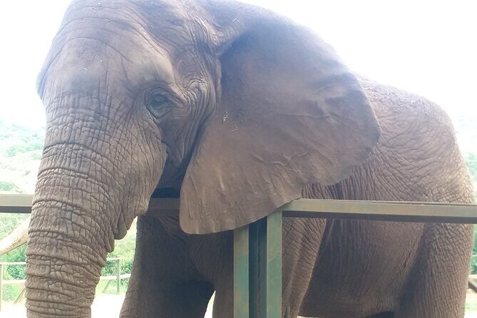 Enlightening Elephants And Monkeys Sanctuary Guided Day Tour - The Value of a Guided Experience