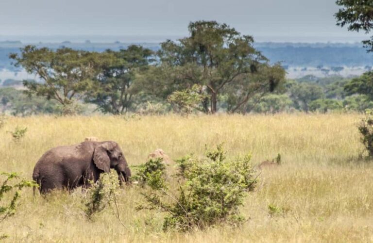 Entebbe: 3-Day Murchison Falls National Park Safari - Key Points