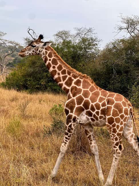 Entebbe: Lake Mburo Park and Queen Elizabeth Park 3-Day Trip - The Logistics & What’s Included