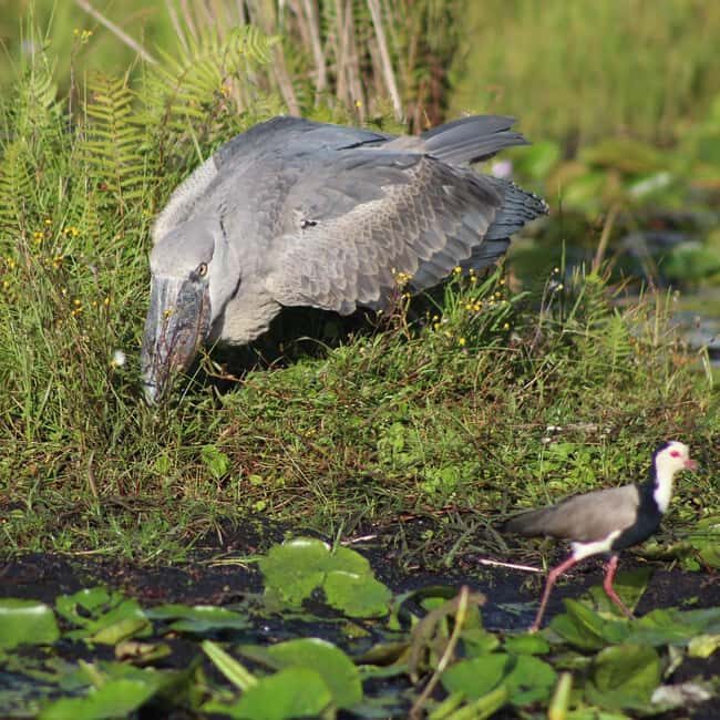 Entebbe: Mabamba Shoebill Tour & Victoria Mall Visit - An In-Depth Look at the Mabamba Shoebill Tour & Victoria Mall Visit