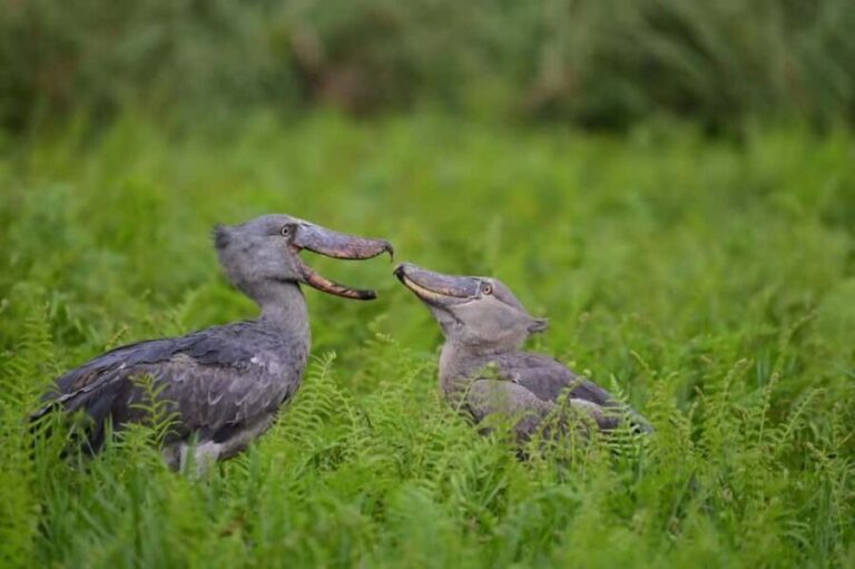 Entebbe: Mabamba Swamp Shoebill Tracking Boat Tour - Who Will Love This Tour?