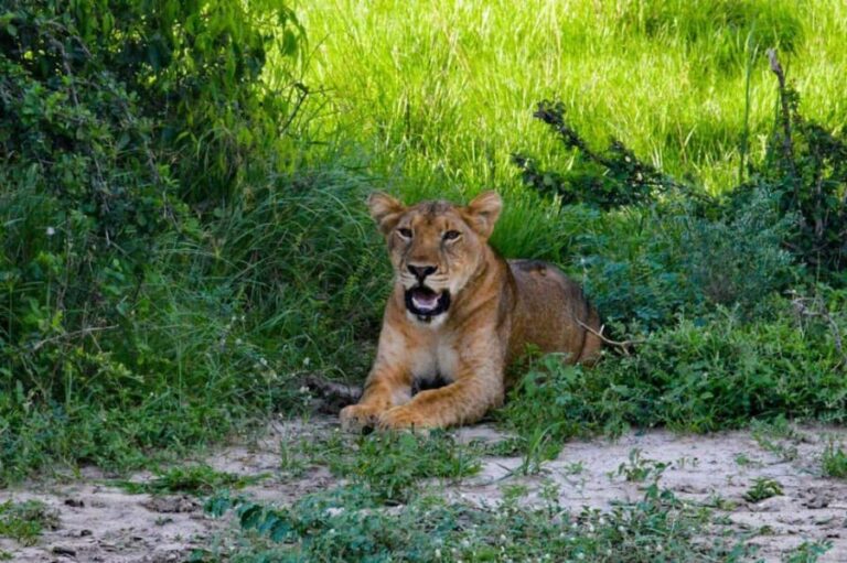 Entebbe: Murchison Falls Wildlife Safari 3 Days/2 Nights - What Makes This Tour Stand Out?