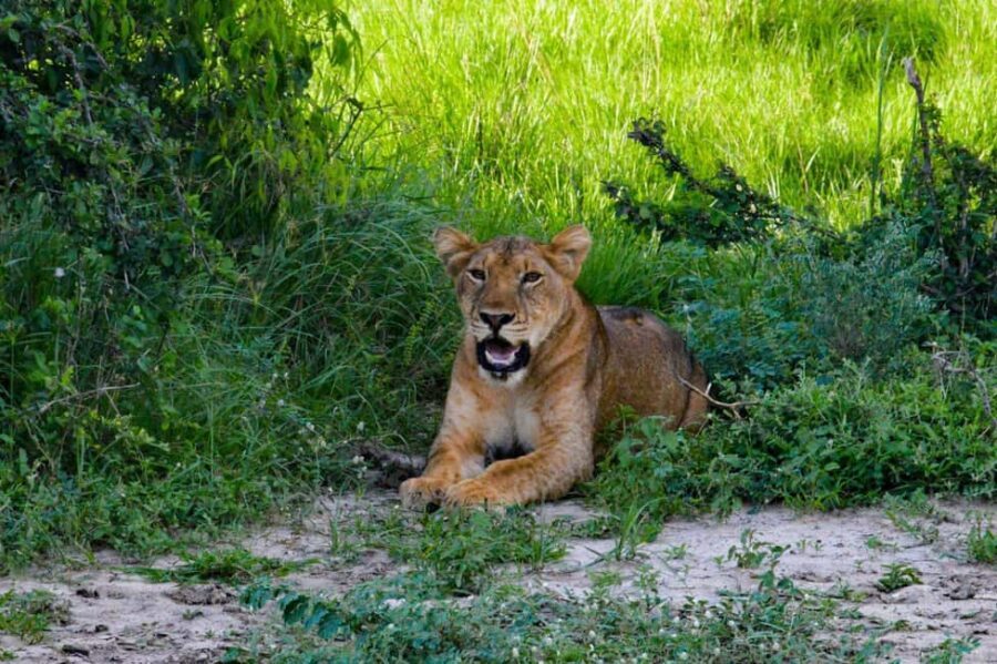 Entebbe: Murchison Falls Wildlife Safari 3 Days/2 Nights - What Makes This Tour Stand Out?