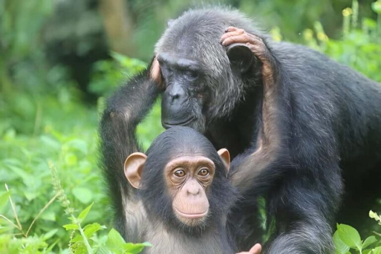 Entebbe: Ngamba Island Chimpanzee Trekking Day Trip - The Logistics: Transportation, Duration, and Value