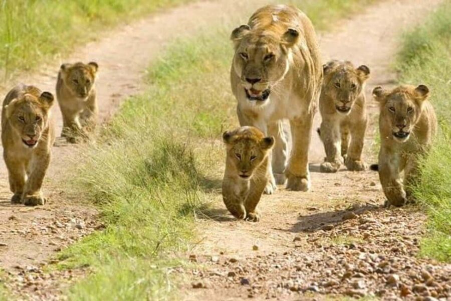 Epic Kenya & Tanzania Fly-in Migration Safari - What Makes This Tour Stand Out?