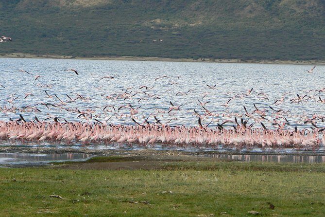 Escape to Lake Bogoria, Flamingo's new home for an overnight safari - Authentic Encounters and Local Insights