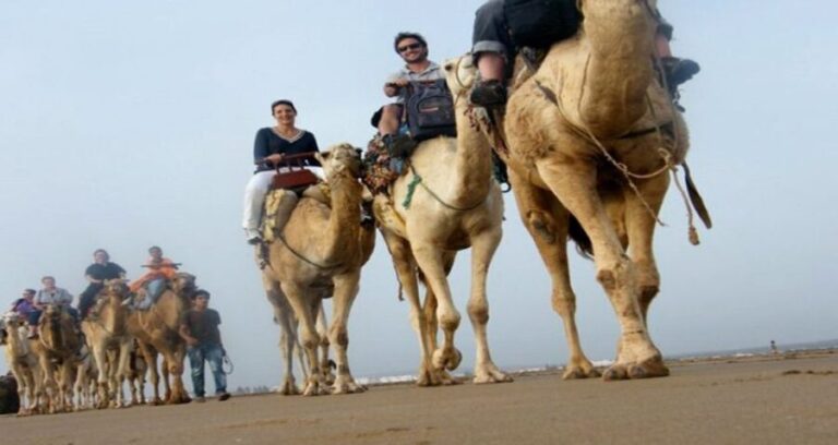 Essaouira: 2-Hour Camel Ride - How the Tour Runs