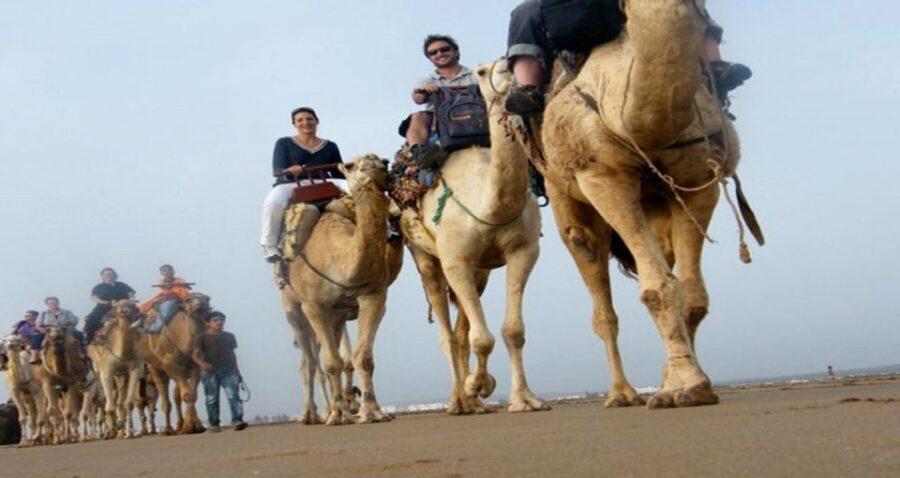Essaouira: 2-Hour Camel Ride - How the Tour Runs