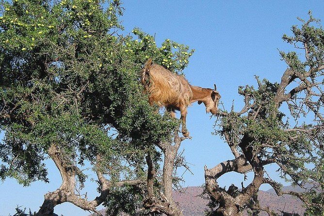 Essaouira day trip from Marrakech - Flexibility and Personal Time