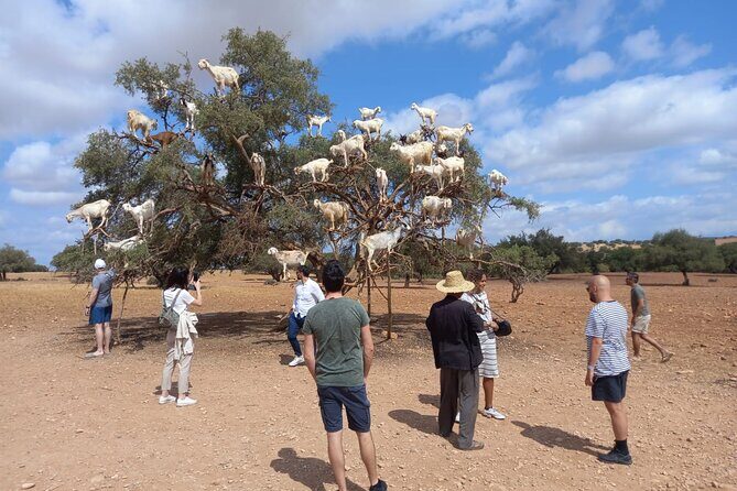 Essaouira One Day Trip From Marrakech - The Sum Up: Is This Tour Worth It?