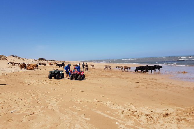 Essaouira: Quad/Seaside Tour (free transfer) - The Sum Up: Who Will Love This Tour?