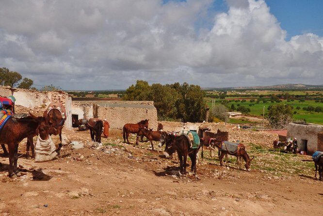 Essaouira Tour - Half day visit to berber market - The Value of This Tour