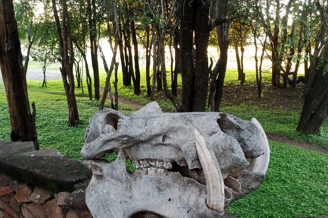 Eswatini full day trip from Maputo - Authentic Experiences and Traveler Feedback