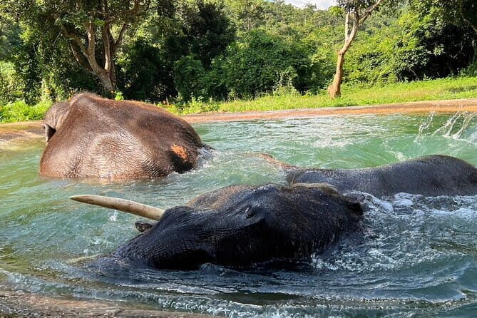 Ethical Elephant Watching Tour From Bangkok & Pattaya - The Sum Up