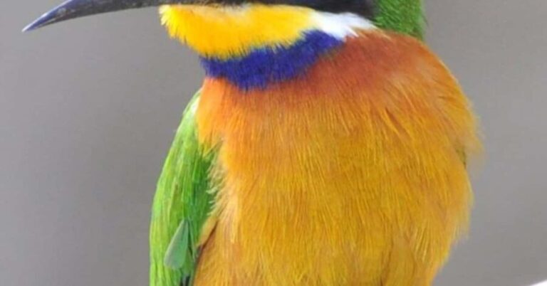 Ethiopia: 10-Day Bird Watching Tour from Addis Ababa - How the Experience Feels for Travelers