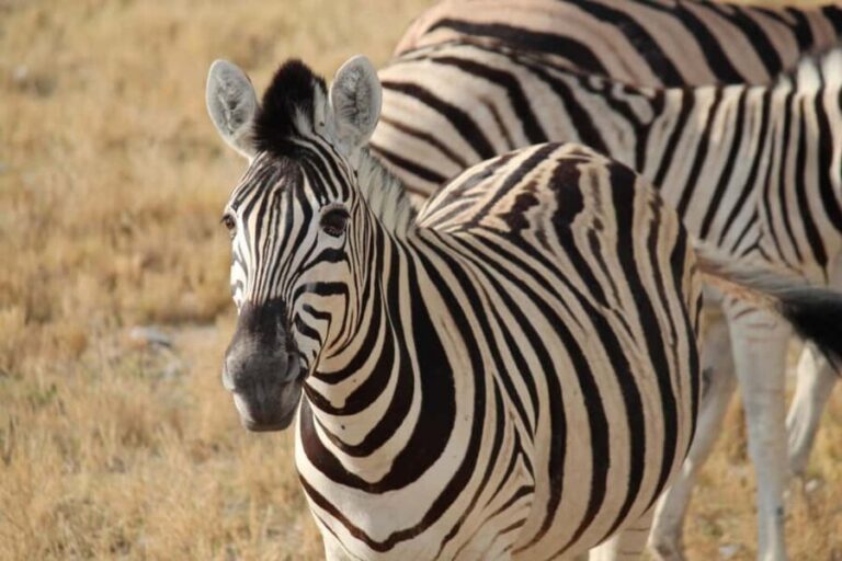 Etosha 3 days, 2 nights safari tour - FAQ
