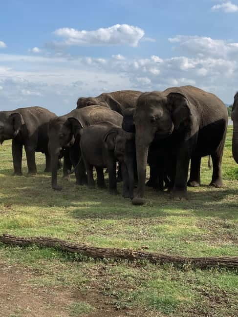 Evening Safari at Minneriya National park with Hotel Pickup - How This Tour Stacks Up on Value