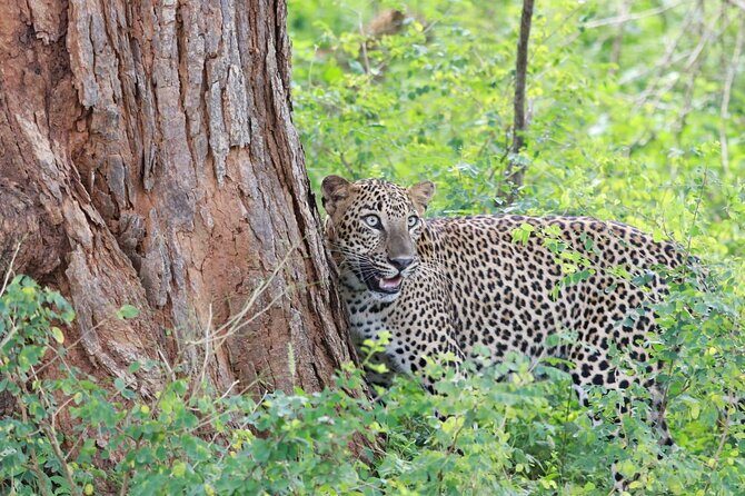 Evening Safari - Yala National Park with Janaka safari - 02.00 pm to 06.30 pm - Who Should Consider This Tour?