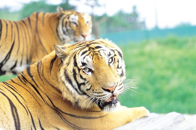 Everland Amusement Park with free-ride Ticket - Why This Tour Offers Good Value