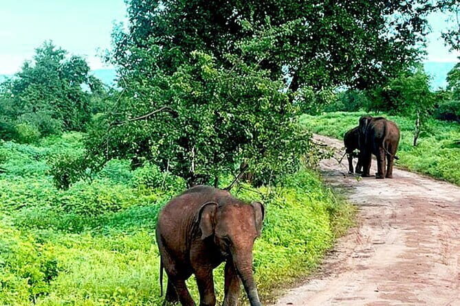 Everything in Udawalawe (Safari, Accommodation with Half Board) - Who Should Consider This Tour?