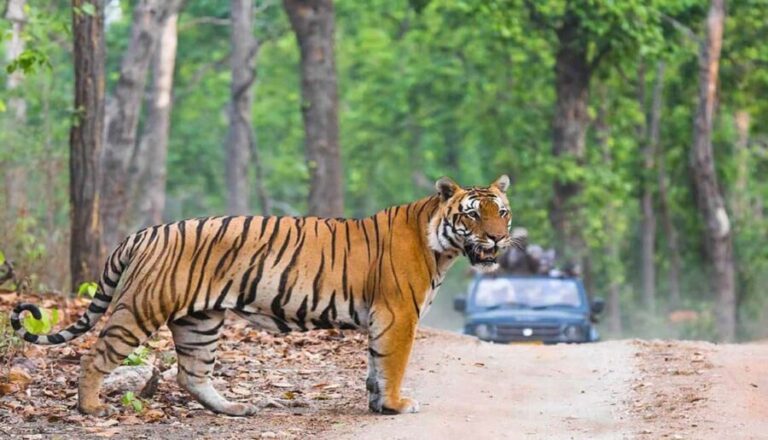 Exciting Day Trip from Jaipur to Ranthambore Wildlife Safari - Transport and Group Size