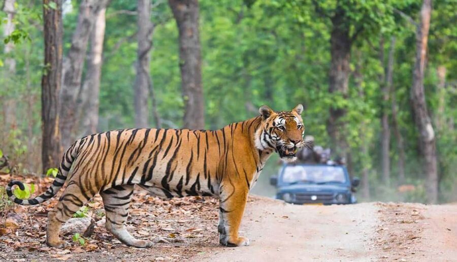Exciting Day Trip from Jaipur to Ranthambore Wildlife Safari - Transport and Group Size