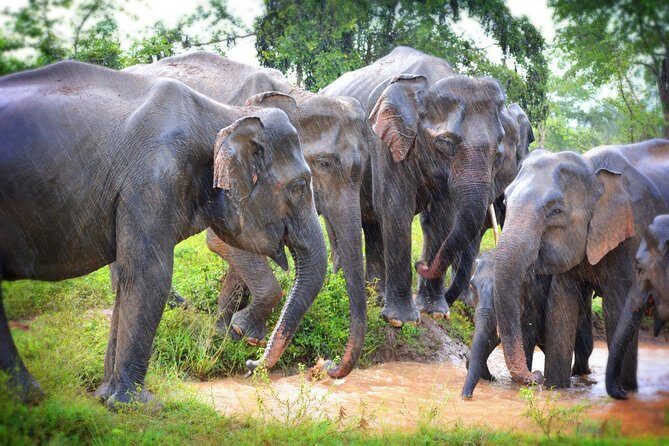 Exclusive 3-Hour Private Jeep Safari at Udawalawe National Park - Final Thoughts: Is It Worth It?