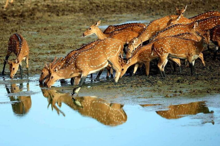 Exclusive : Afternoon Yala Safari with Beach BBQ Dinner - Final Thoughts: Who Is This Tour For?
